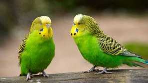 Vlnité papagáje doma: koľko rokov žijú